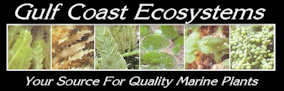 Purchase this product from Gulf Coast Ecosystems